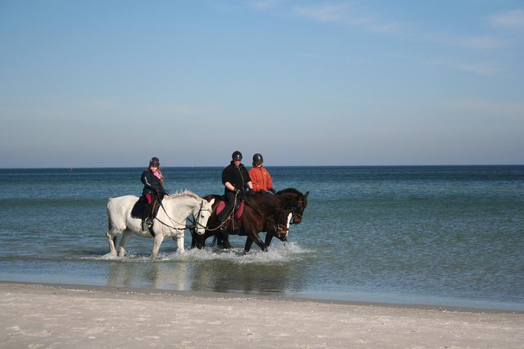 Ferienwohnung Ostseestrand Zingst Rom bilde
